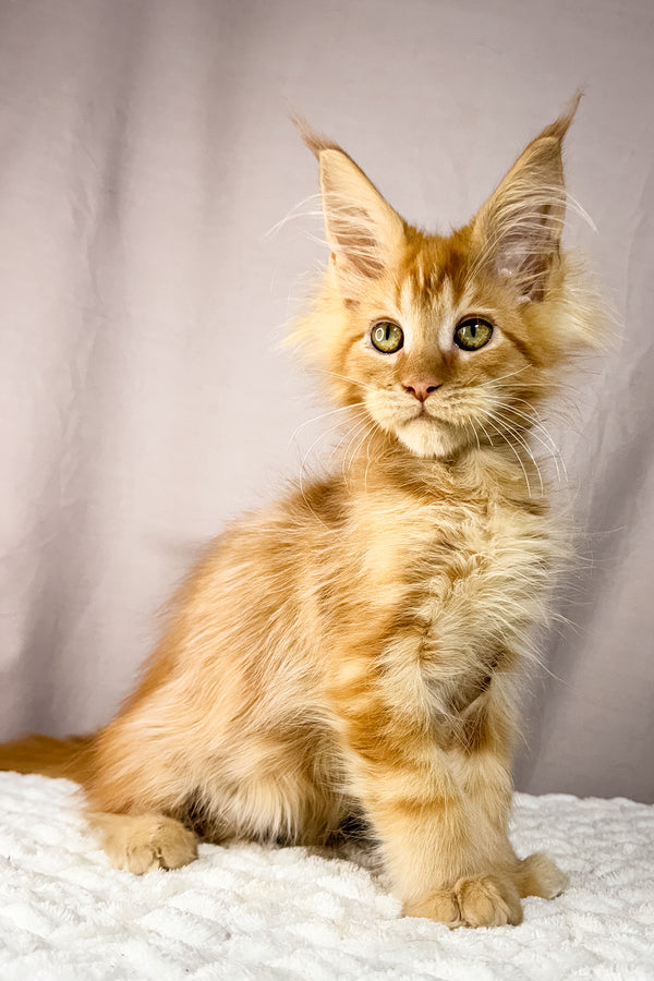 Kasi | Maine Coon Kitten