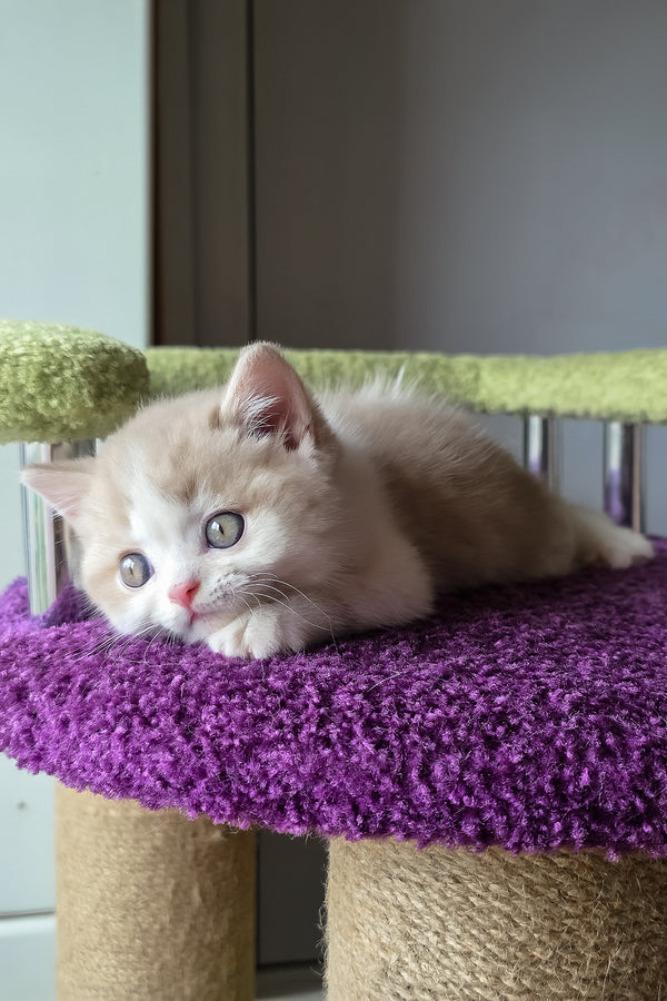 Kasper | Scottish Straight Kitten
