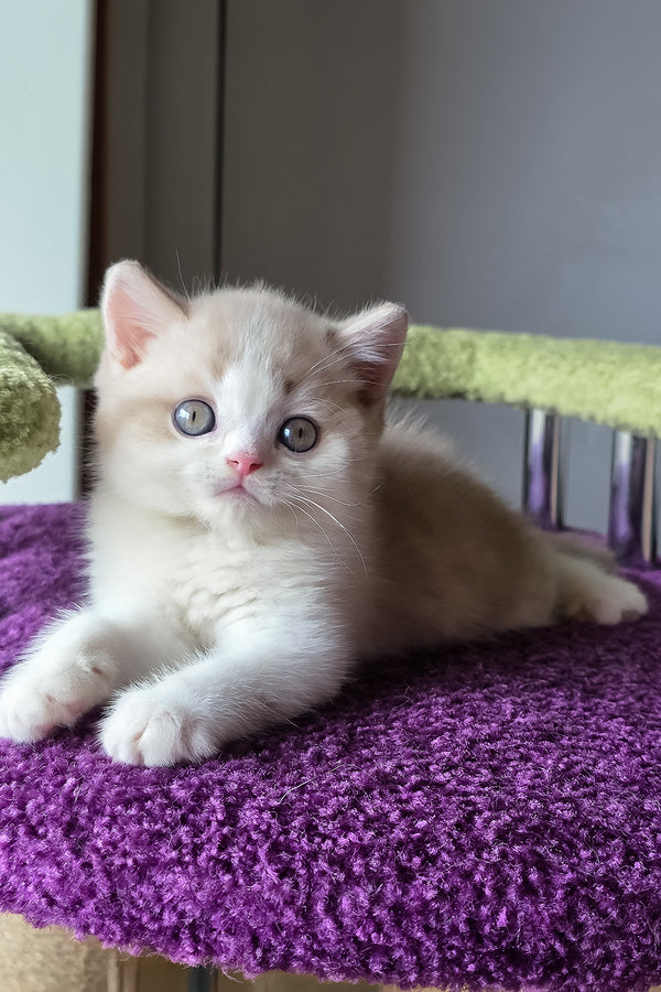 Kasper | Scottish Straight Kitten