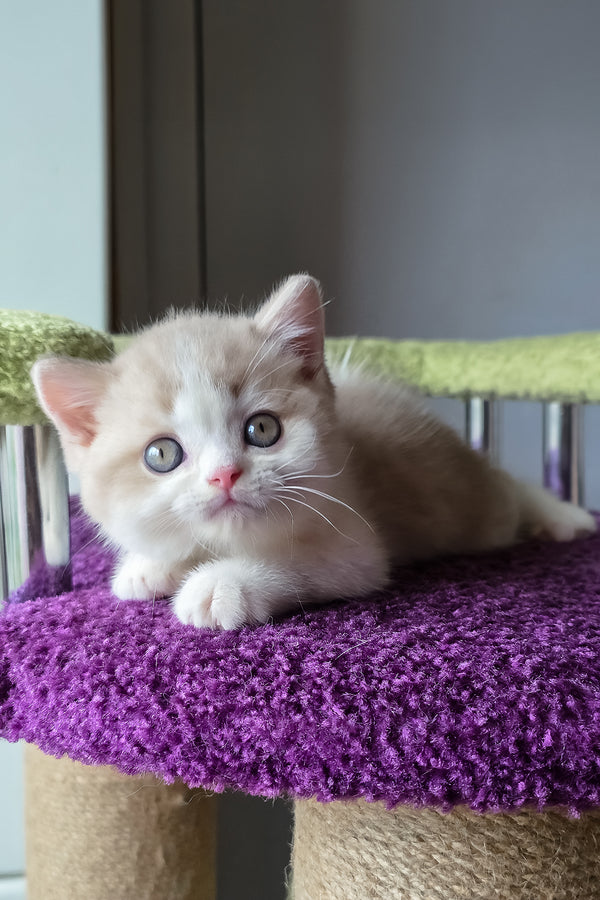 Kasper | Scottish Straight Kitten