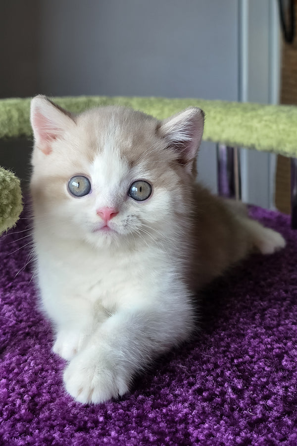 Kasper | Scottish Straight Kitten