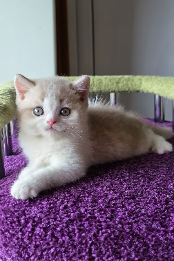 Kasper | Scottish Straight Kitten