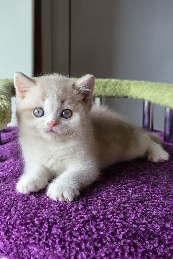 Kasper | Scottish Straight Kitten