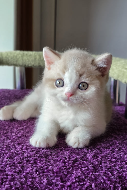 Kasper | Scottish Straight Kitten