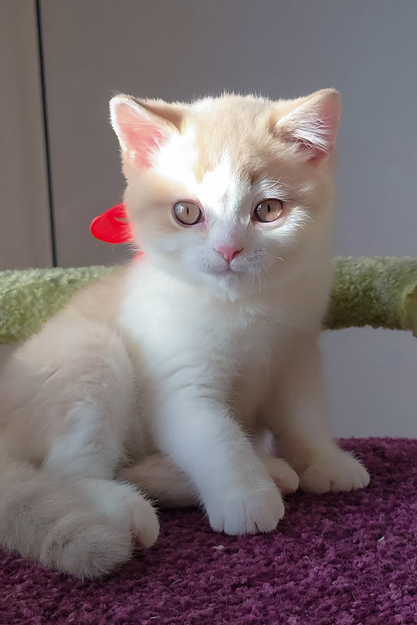 A fluffy cream and white scottish straight kitten with amber eyes sits on a purple textured surface showcasing purebred kitties