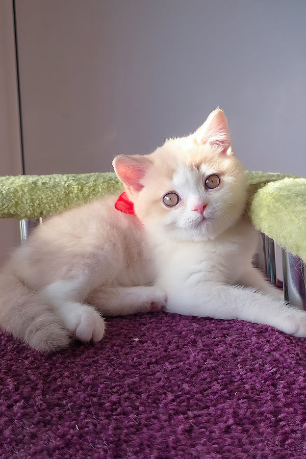 A fluffy cream and white scottish straight kitten with a small red bow, perfect purebred kitties companion