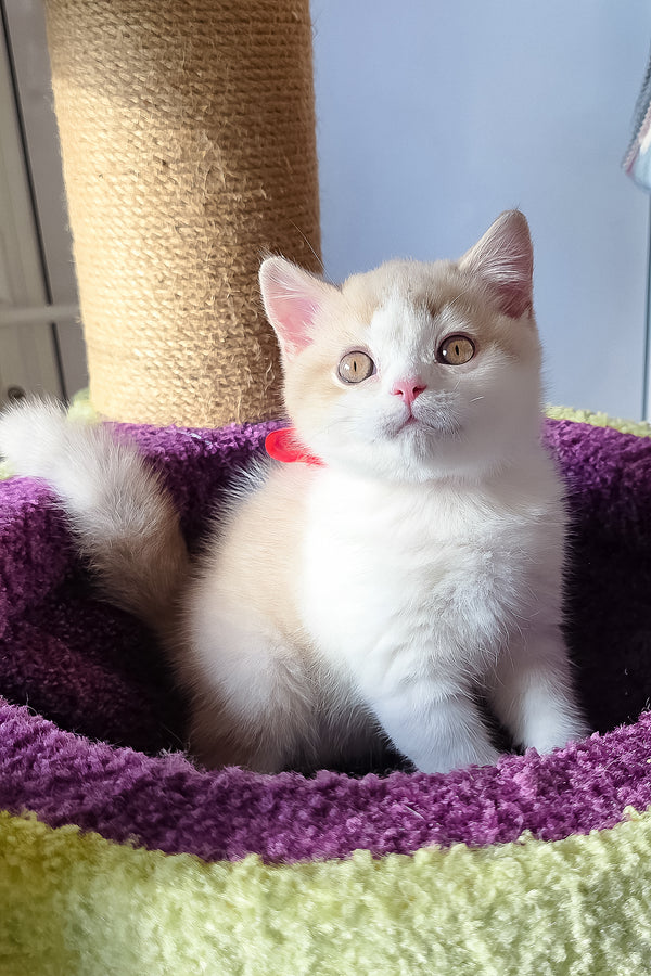 A fluffy cream and white scottish straight kitten with golden eyes sits in a plush purple and green cat bed