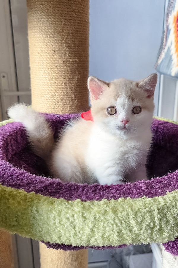 A fluffy cream and white scottish straight kitten with golden eyes sits in a plush multicolored cat tree perch