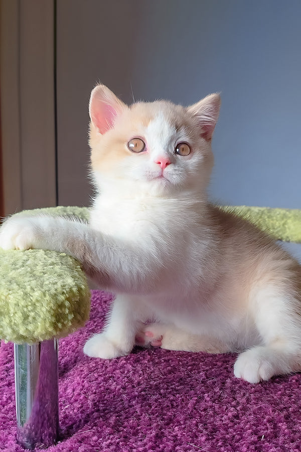 A fluffy cream and white scottish straight kitten with wide curious eyes sits on a plush purple surface