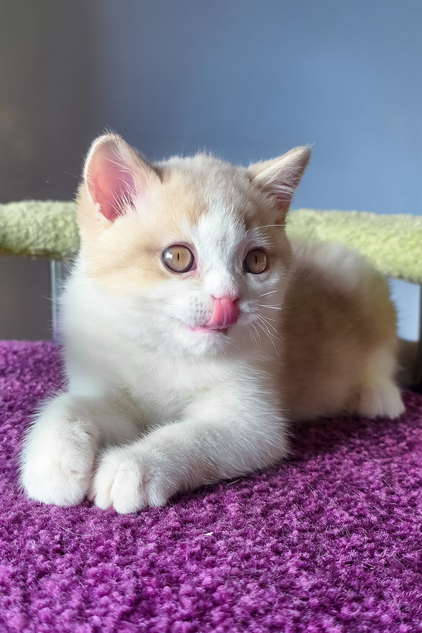 A fluffy cream and white scottish straight kitten with golden eyes lounging on a purple textured surface
