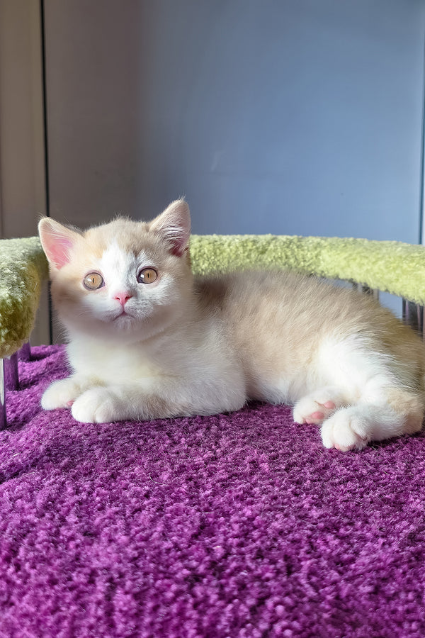 Kasper the scottish straight kitten lounges on a plush purple carpet showing fluffy cream and white fur and golden eyes