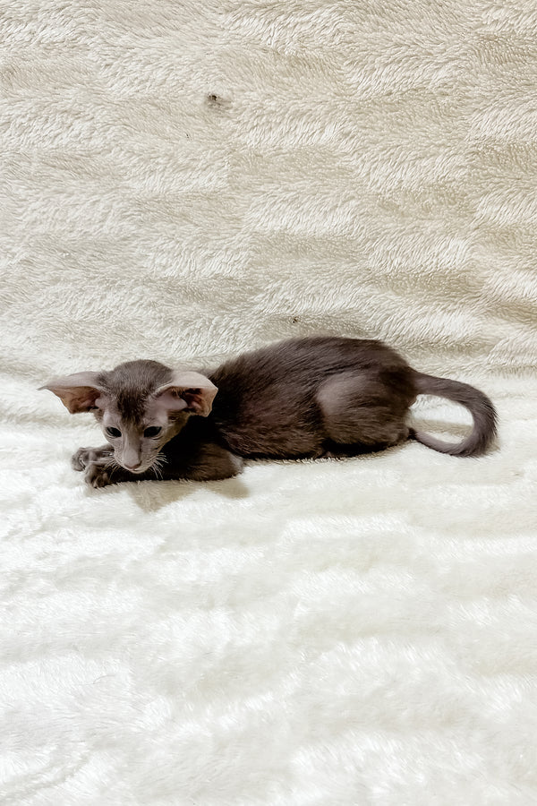 Kasper | Oriental Shorthair Kitten