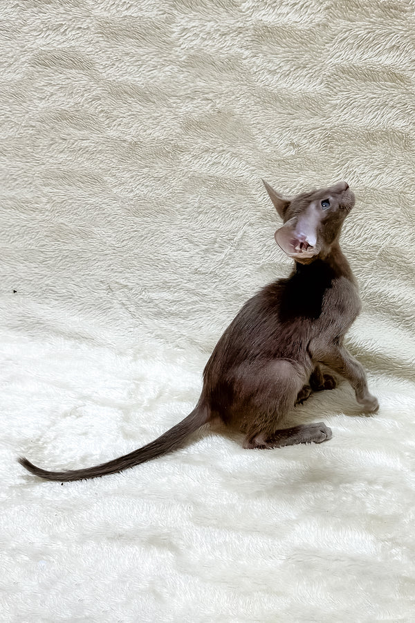 Kasper | Oriental Shorthair Kitten
