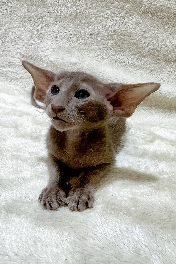 Kasper | Oriental Shorthair Kitten