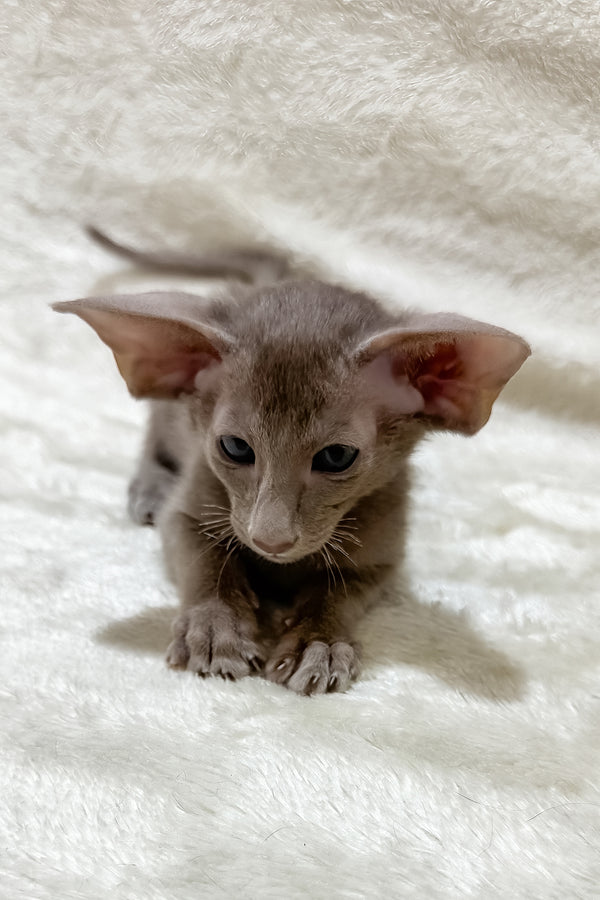 Kasper | Oriental Shorthair Kitten