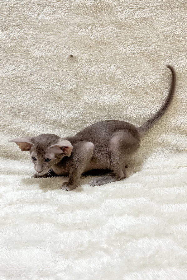 Kasper | Oriental Shorthair Kitten