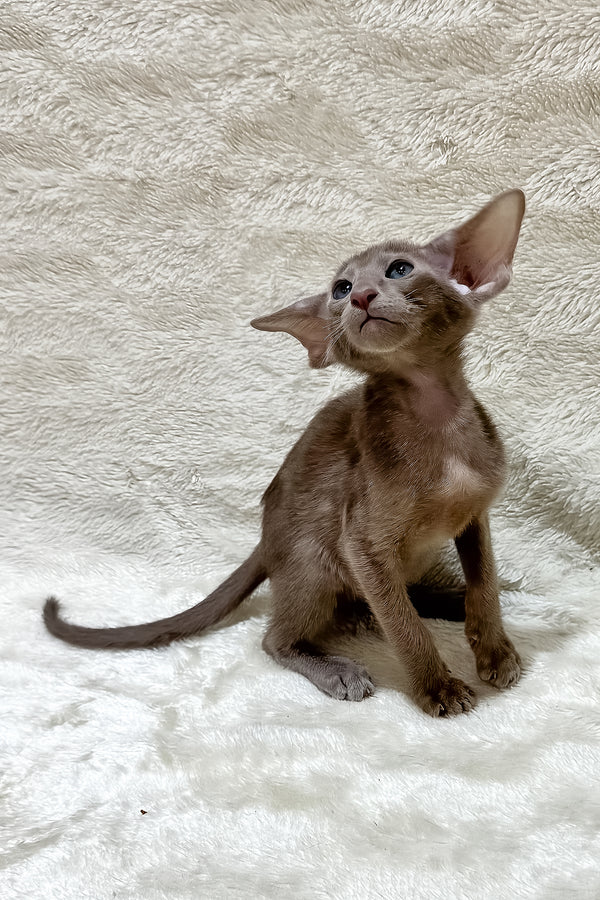 Kasper | Oriental Shorthair Kitten