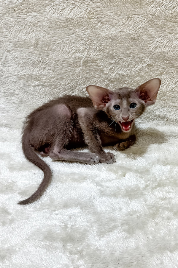 Kasper | Oriental Shorthair Kitten