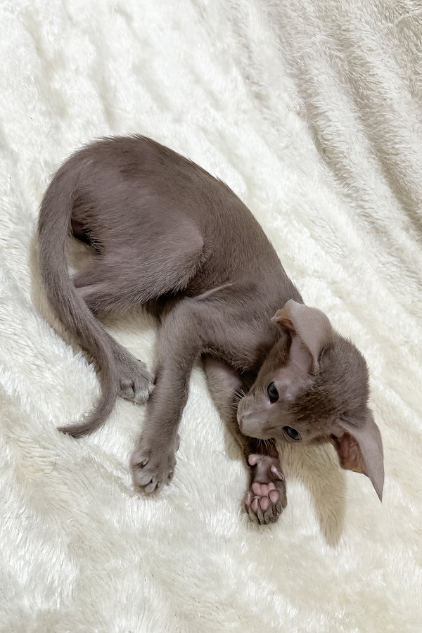 Kasper | Oriental Shorthair Kitten