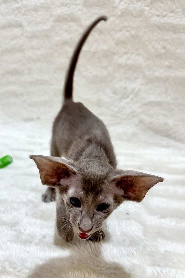 Kasper | Oriental Shorthair Kitten