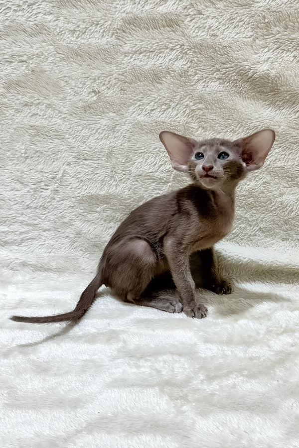 Kasper | Oriental Shorthair Kitten