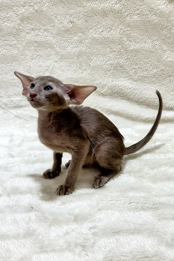 Kasper | Oriental Shorthair Kitten