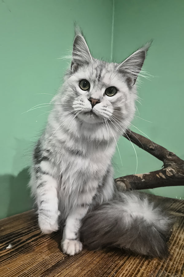 Kassi | Maine Coon Kitten