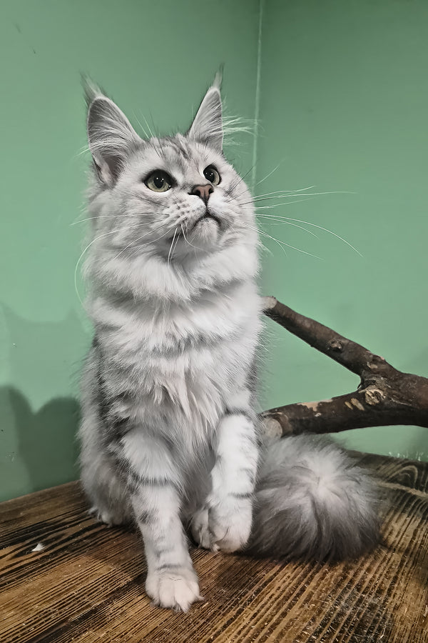 Kassi | Maine Coon Kitten