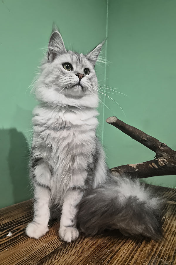 Kassi | Maine Coon Kitten