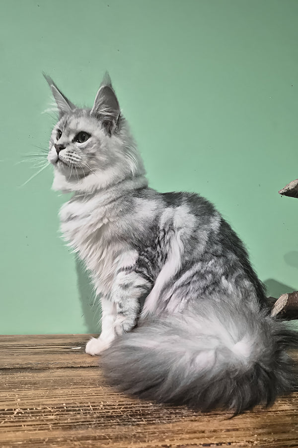 Kassi | Maine Coon Kitten