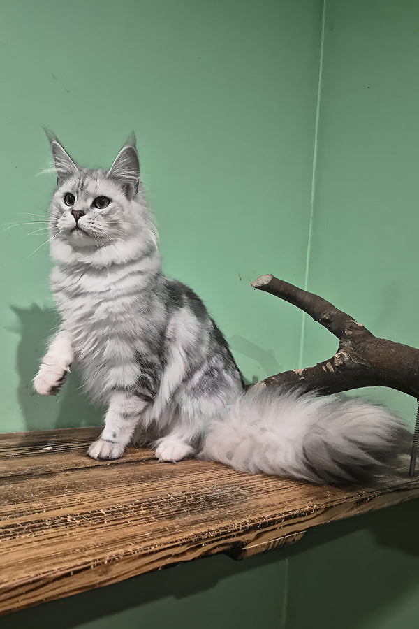 Kassi | Maine Coon Kitten