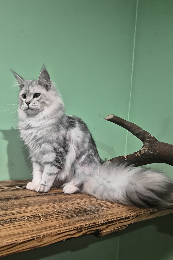 Kassi | Maine Coon Kitten