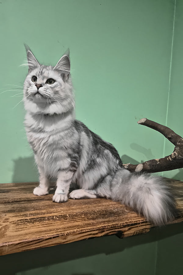 Kassi | Maine Coon Kitten