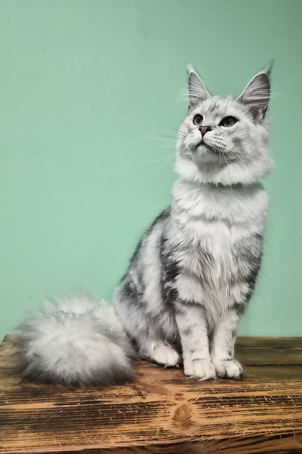 Kassi | Maine Coon Kitten