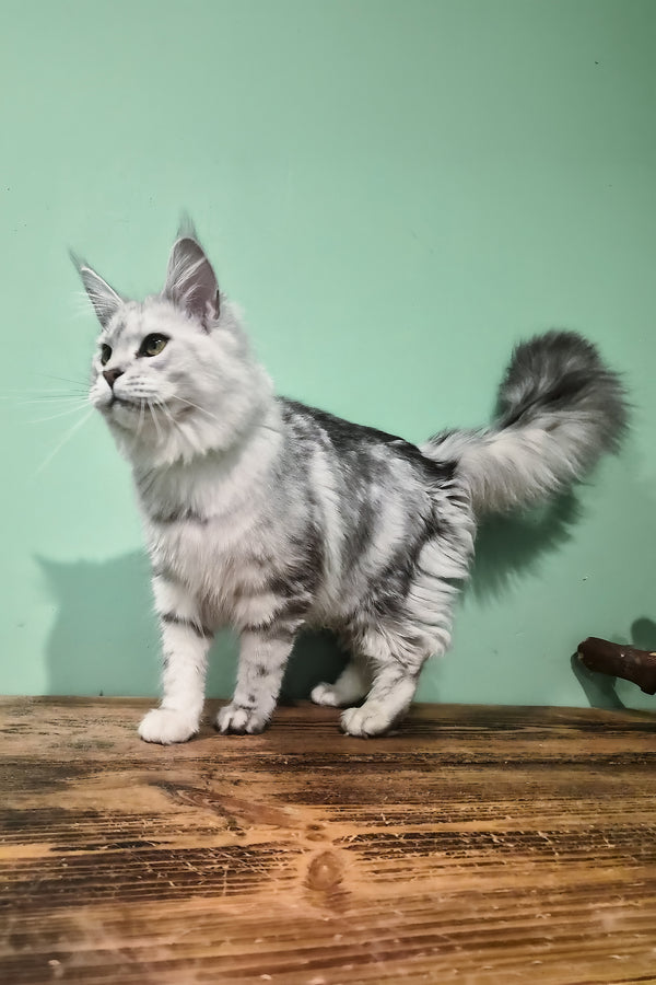 Kassi | Maine Coon Kitten