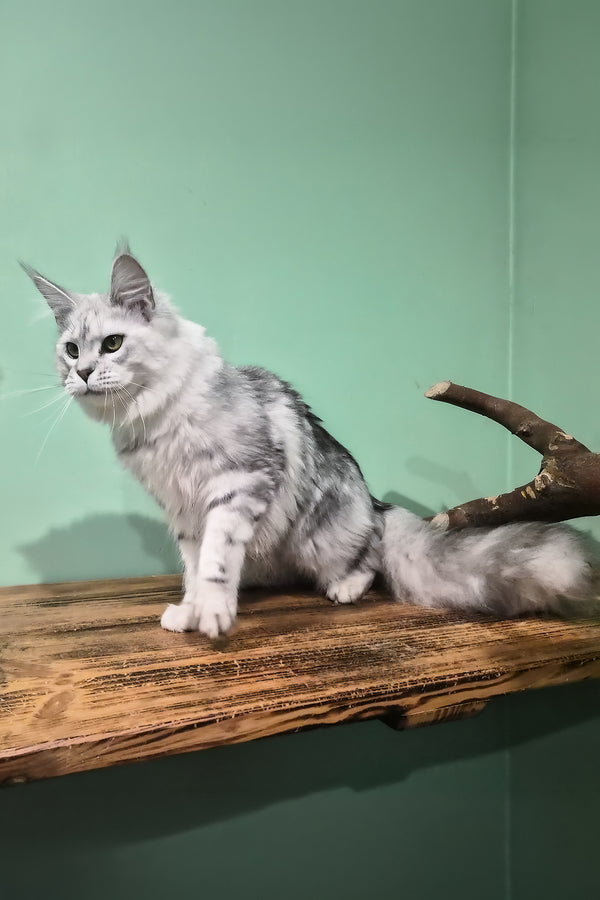 Kassi | Maine Coon Kitten