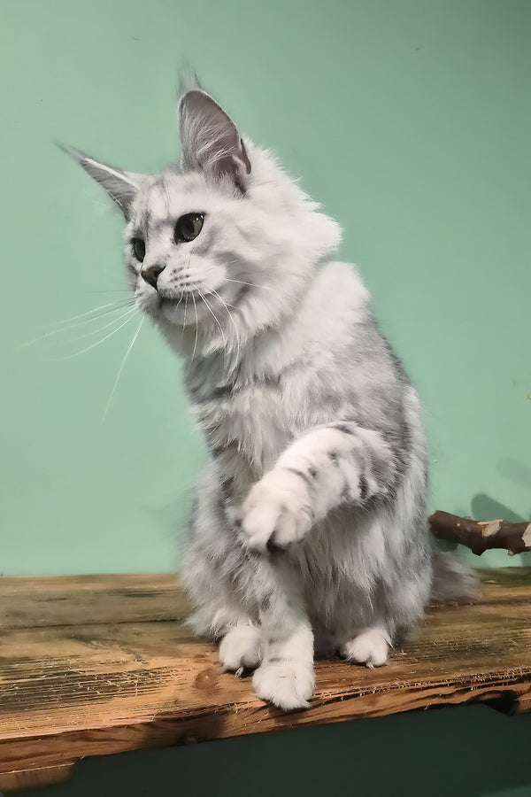 Kassi | Maine Coon Kitten