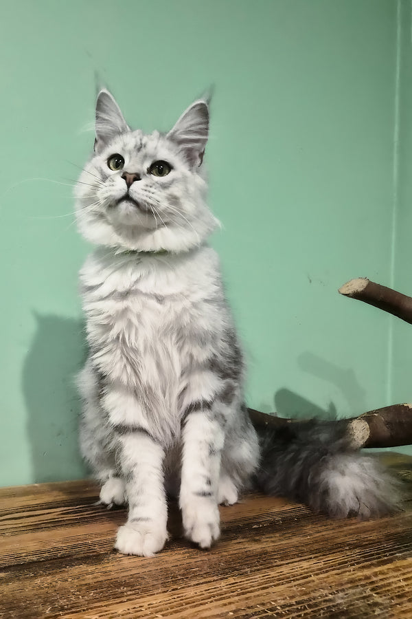 Kassi | Maine Coon Kitten