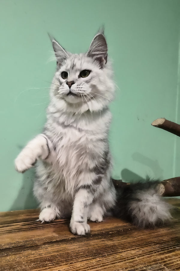 Kassi | Maine Coon Kitten