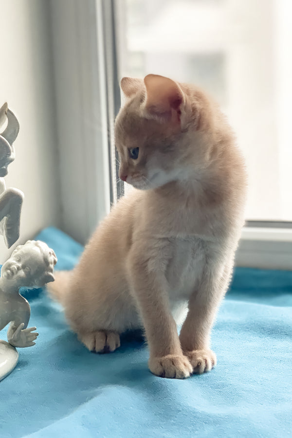 Kasya | Abyssinian Kitten