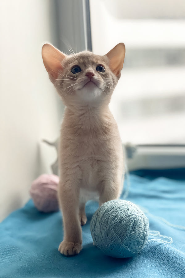 Kasya | Abyssinian Kitten