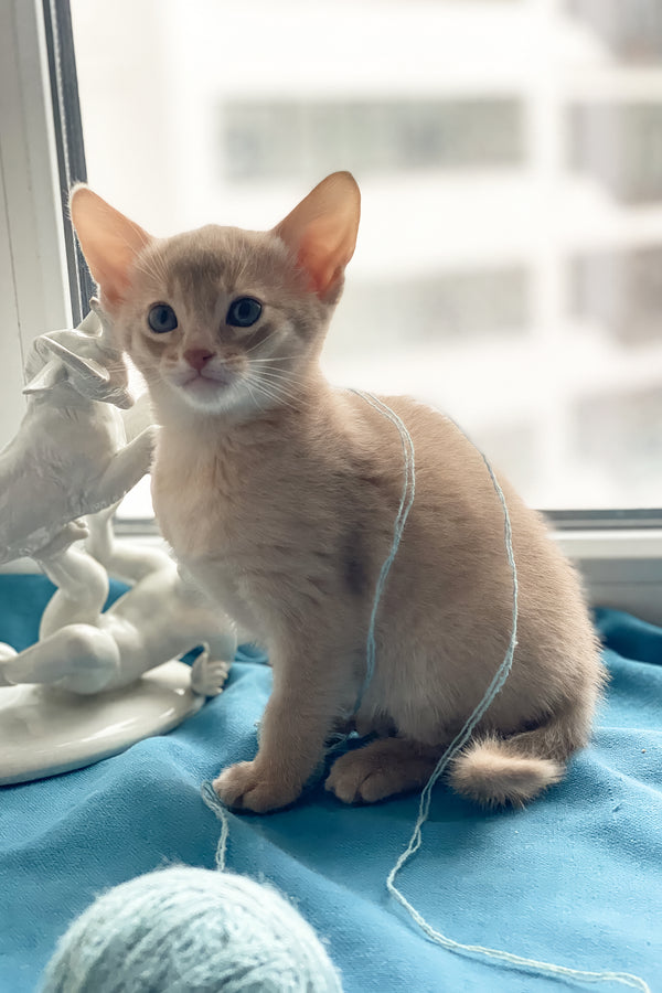 Kasya | Abyssinian Kitten