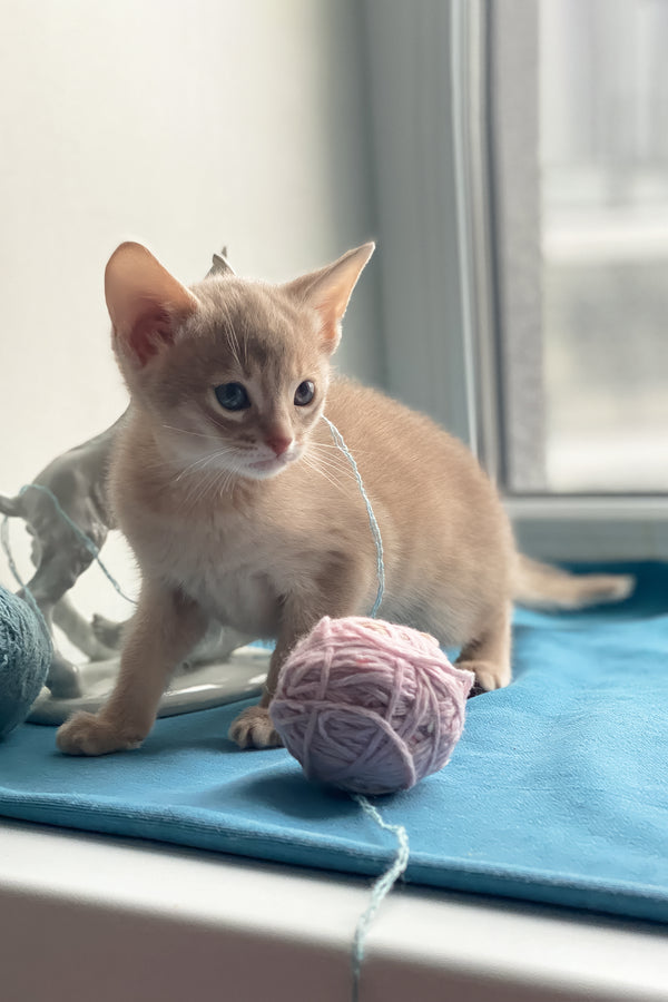 Kasya | Abyssinian Kitten