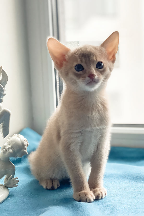 Kasya | Abyssinian Kitten