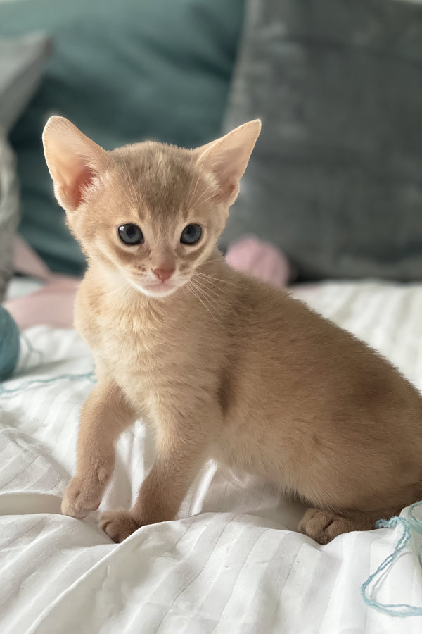 Kasya | Abyssinian Kitten
