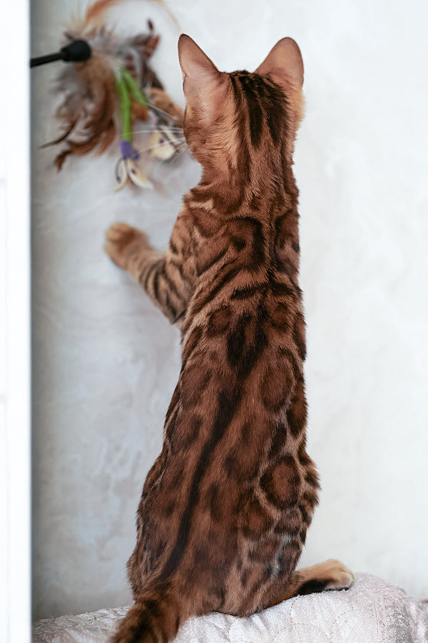 Katarina | Bengal Kitten