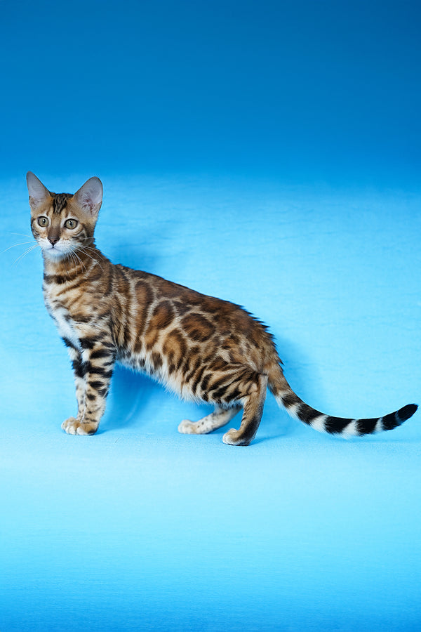 Katarina | Bengal Kitten