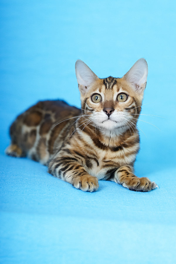 Katarina | Bengal Kitten