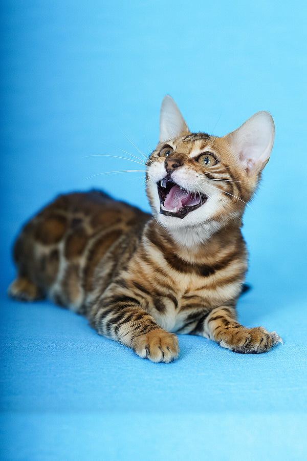 Katarina | Bengal Kitten
