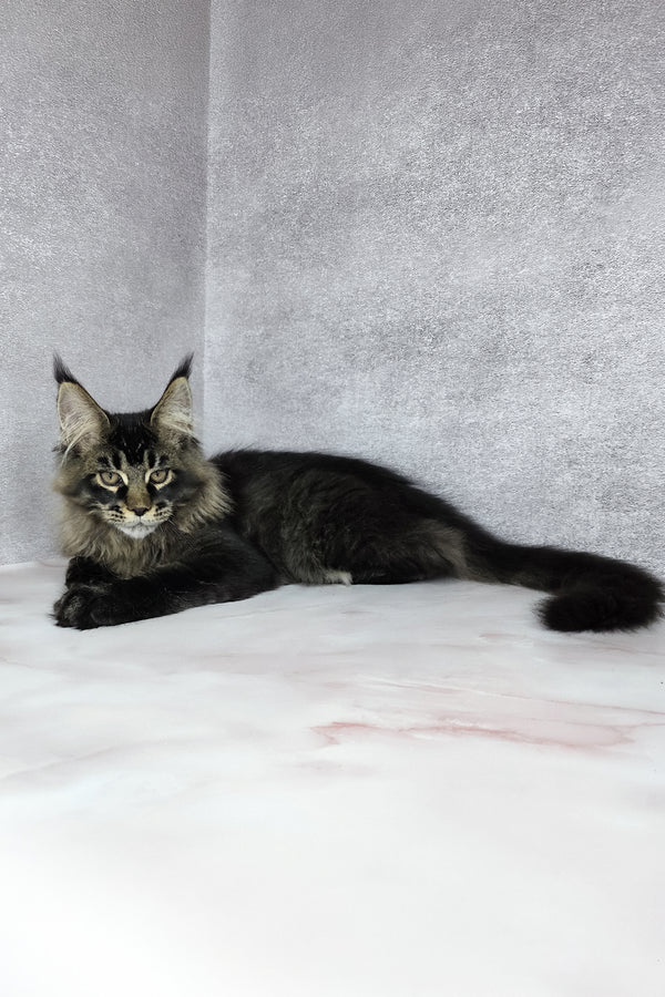 Keanu | Maine Coon Kitten